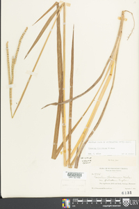 Paspalum floridanum image