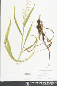 Paspalum fluitans image