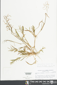 Paspalum fluitans image
