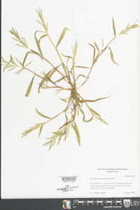 Paspalum fluitans image