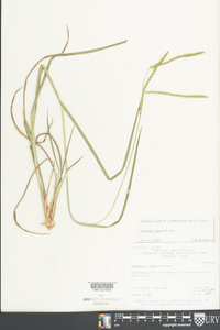 Paspalum laeve image