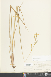 Paspalum praecox image