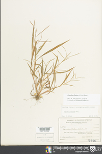 Paspalum fluitans image