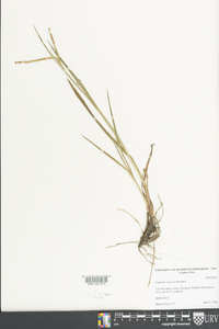 Paspalum setaceum var. muhlenbergii image