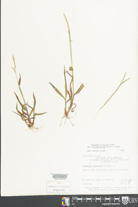 Paspalum setaceum var. ciliatifolium image