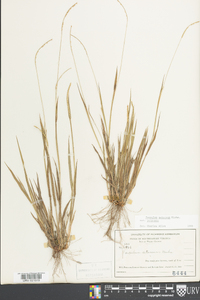 Paspalum setaceum var. setaceum image