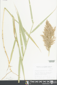 Phragmites australis image