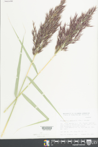 Phragmites australis image