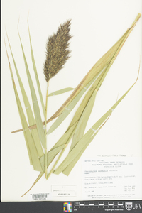 Phragmites australis image