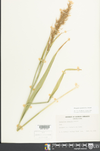 Phragmites australis image