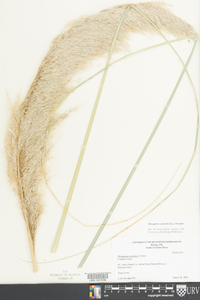 Phragmites australis image