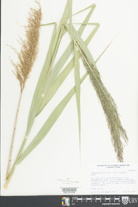 Phragmites australis image