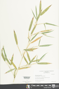 Phyllostachys aurea image