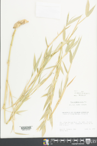 Phyllostachys aurea image