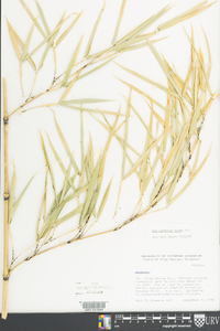 Phyllostachys aurea image