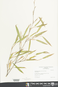 Phyllostachys nigra image