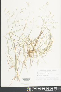 Poa autumnalis image