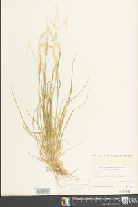 Poa autumnalis image