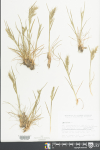 Poa bulbosa image