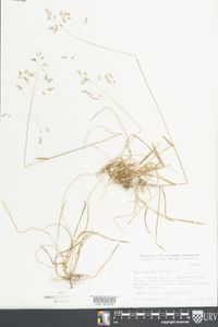 Poa cuspidata image