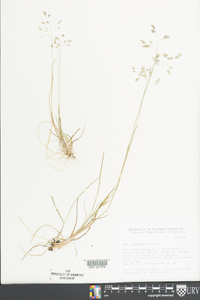 Poa cuspidata image