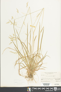 Poa cuspidata image