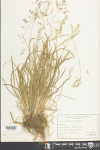 Poa cuspidata image