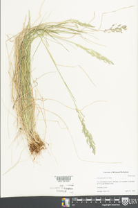 Poa sylvestris image