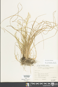 Poa trivialis image