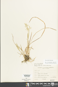 Poa trivialis image