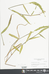 Sacciolepis striata image