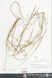 Schizachyrium scoparium var. scoparium image