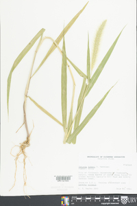 Setaria faberi image