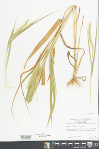 Setaria faberi image