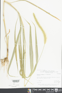 Setaria faberi image