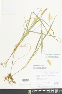 Setaria pumila image