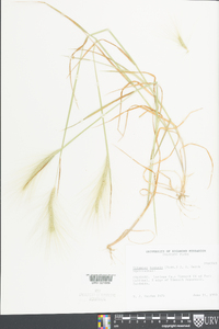 Elymus elymoides subsp. elymoides image