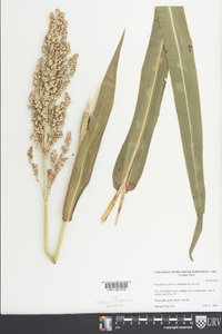 Sorghum bicolor image