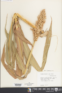 Sorghum bicolor image