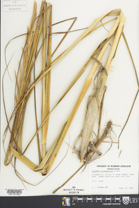 Spartina alterniflora image