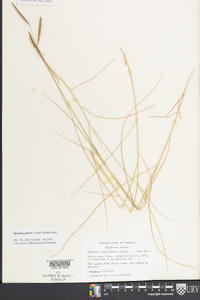 Spartina patens image