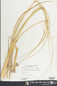 Spartina alterniflora image