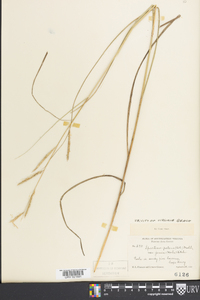 Spartina patens image