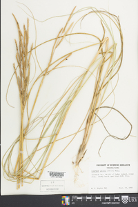 Spartina patens image