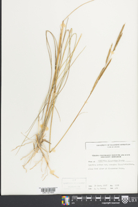 Spartina patens image