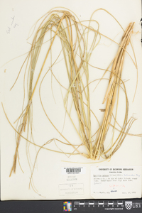 Spartina patens image