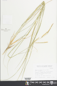 Spartina patens image