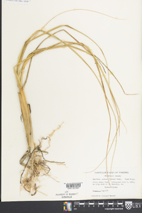 Spartina patens image