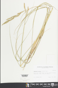 Spartina patens image