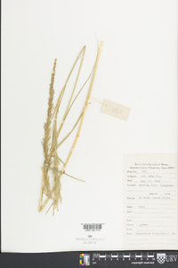 Sporobolus elongatus image